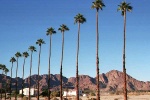 Palm Row