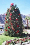 Desert Christmas