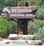 Sequoia